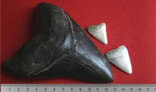 世界上最稀有的鲨鱼