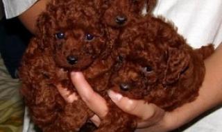 玩具贵宾犬图片 玩具贵宾犬图片