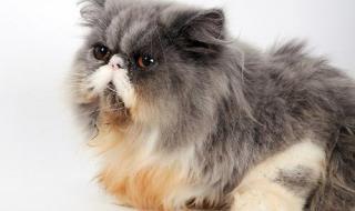 网上宠物医院咨询