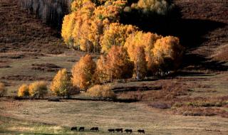 乌鲁木齐到布尔津