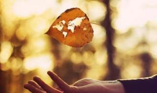 叶子的离去 叶子的离去