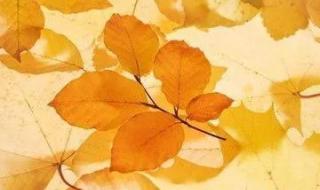 叶子的离去 叶子的离去