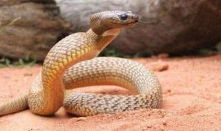 凶猛太攀蛇 凶猛太攀蛇