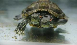 日本惊现双头龟 日本惊现双头龟