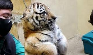 最恐怖的老虎叫声 最恐怖的老虎叫声