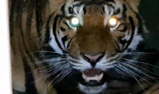 最恐怖的老虎叫声 最恐怖的老虎叫声