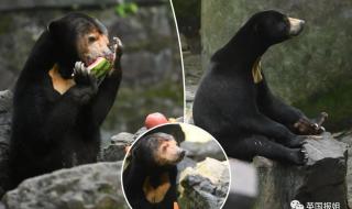 杭州动物园这只熊火了 杭州动物园这只熊火了