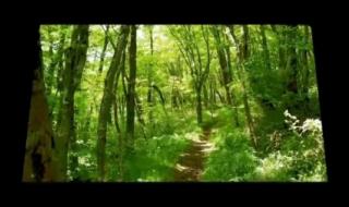 森林狂想曲简谱 森林狂想曲简谱