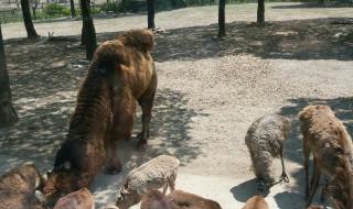 上海动物园好玩吗 上海动物园好玩吗