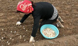 大蒜的种植方法和时间 大蒜的种植方法和时间