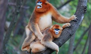 大熊猫生活在什么地方